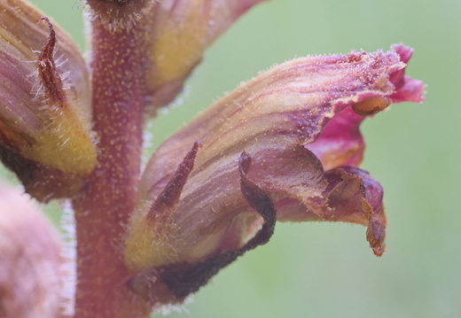 Orobanche grêle