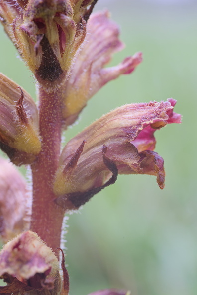 DSCF8285.jpg