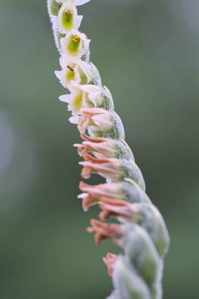 DSCF8236.jpg