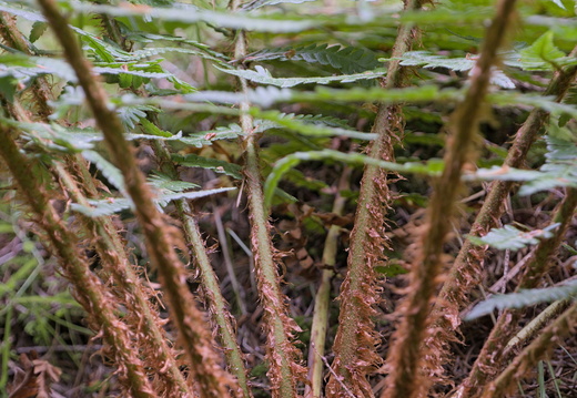 Dryopteris