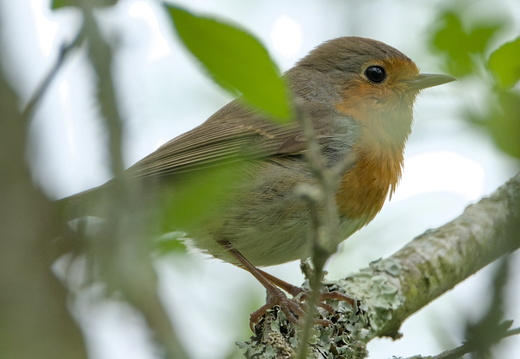 Rouge-gorge familier