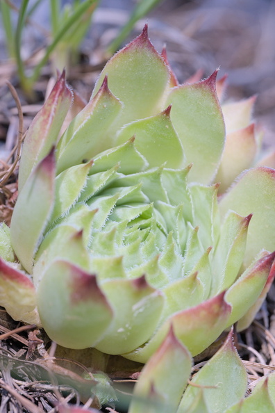 DSCF6100.jpg