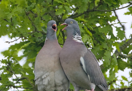Pigeon ramier