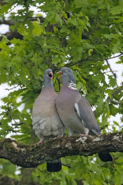 DSCF4770.jpg