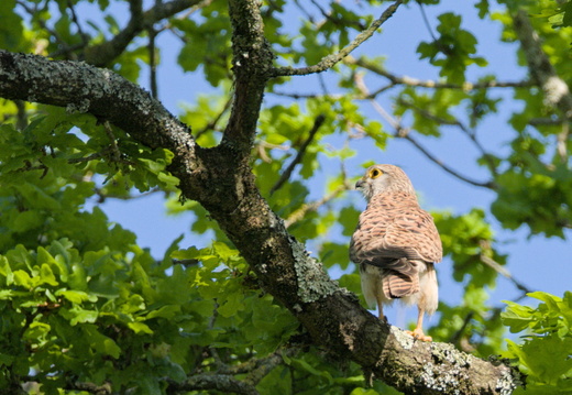 Faucon crécerelle