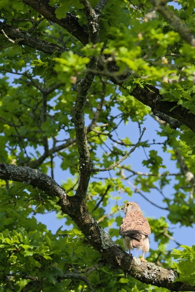 DSCF5241.jpg
