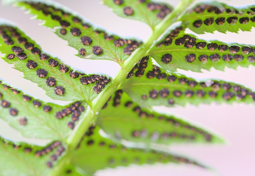 Polystichum lonchitis