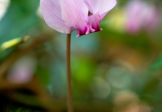 Cyclamen