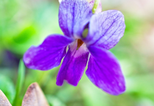 Violette
