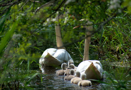Cygne tuberculé