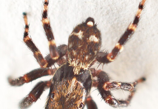 Pseudeuophrys lanigera