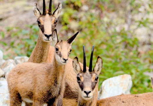 Chamois