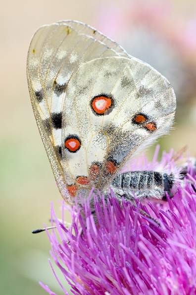 AA_11803.jpg