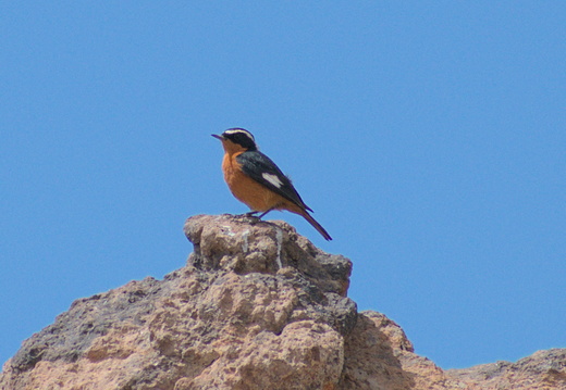 Rougequeue de Moussier