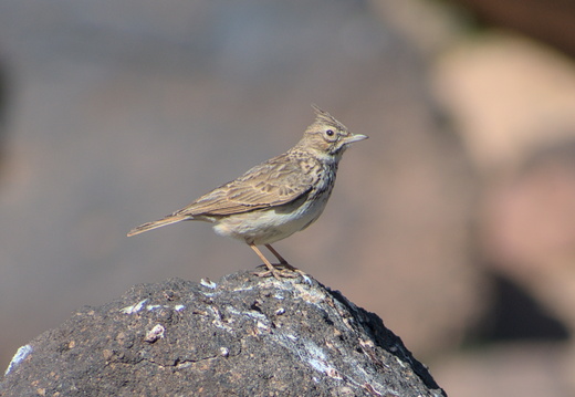 Cochevis huppé