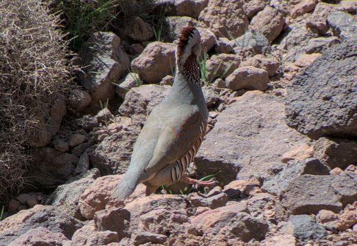 Perdrix gambra
