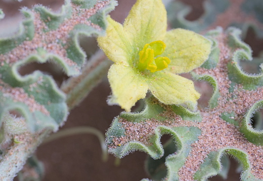 Coloquinte officinale
