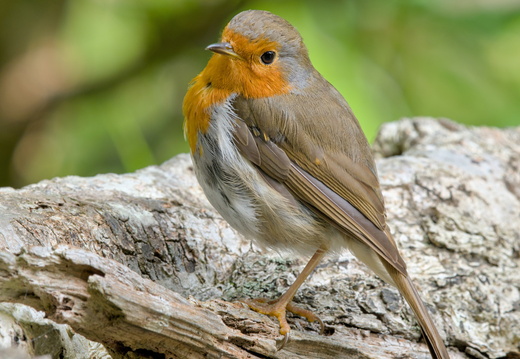 Rouge-gorge familier