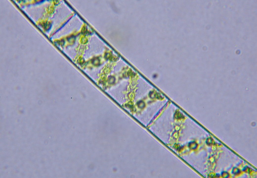 Spirogyre