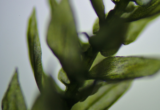 Bryophyte