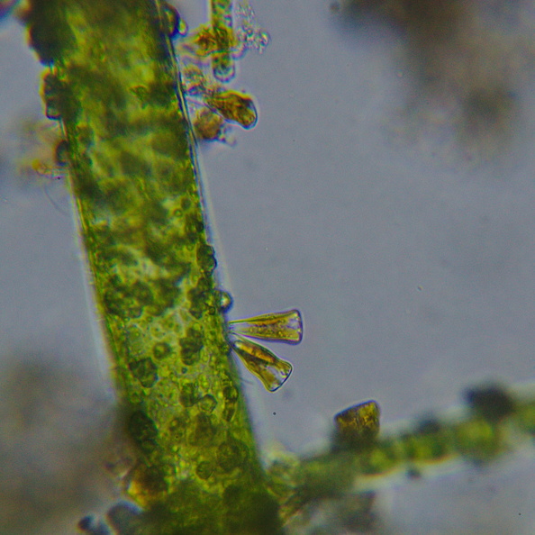 MUT_6175.jpg