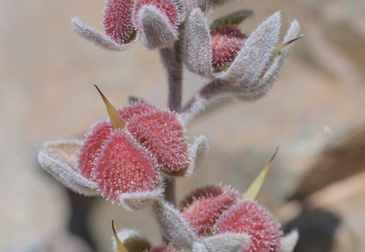 Cynoglosse à feuilles de giroflée