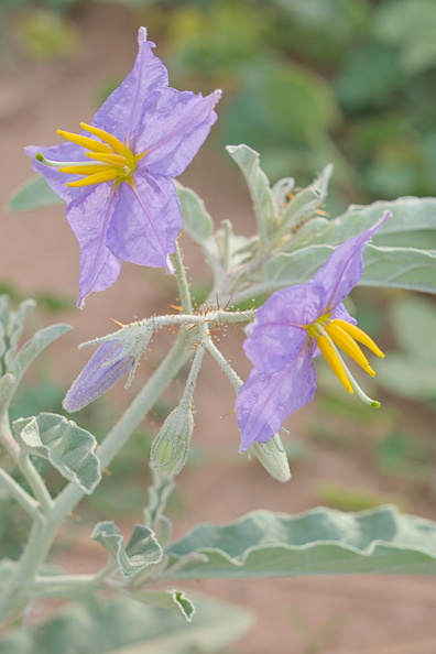 AA_16839.jpg