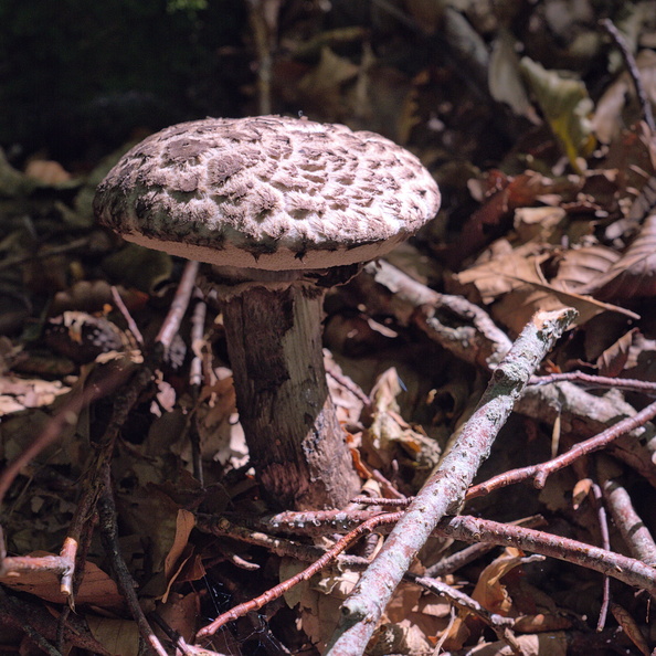 AA_18088.jpg