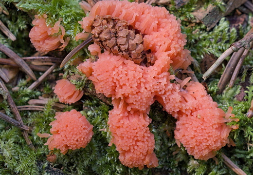 Tubifère rouillé