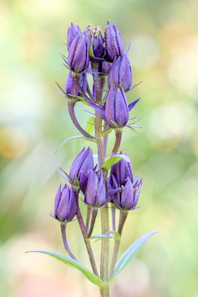 AA_12289.jpg