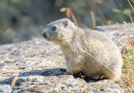 Marmotte des Alpes