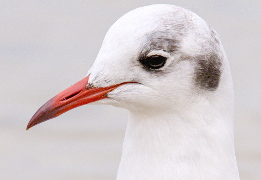 Mouette rieuse