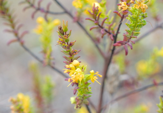 Euphraise jaune
