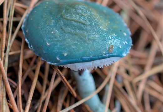 Strophaire vert-de-gris