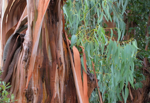 Eucalyptus