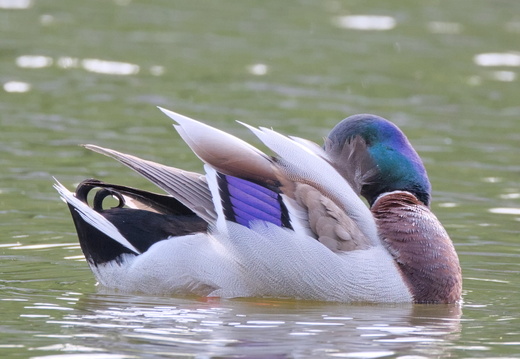 Canard colvert