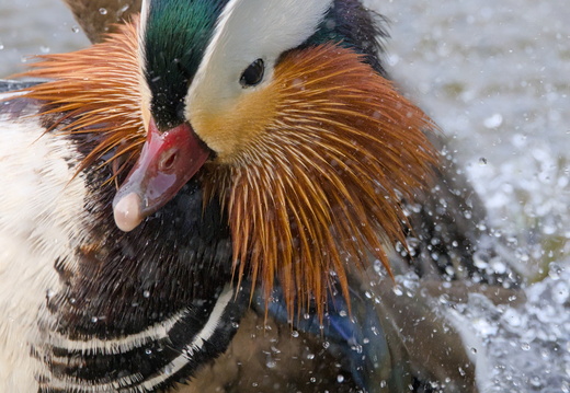 Canard mandarin
