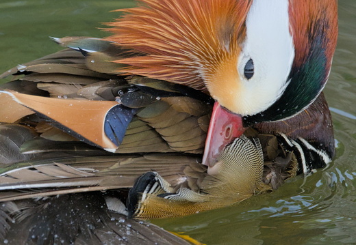 Canard mandarin