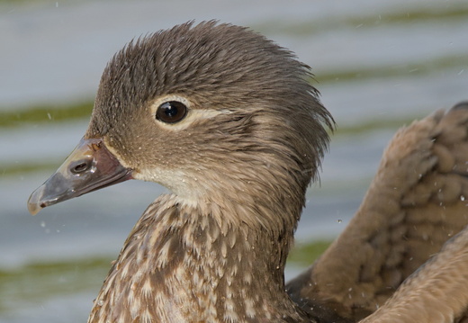 Canard mandarin