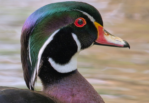 Canard branchu