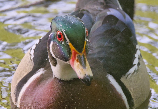 Canard branchu