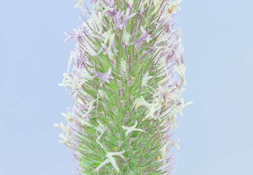 Fléole des Alpes