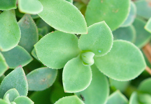 Silène à une fleur