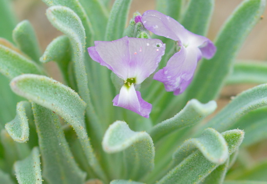 Giroflée des dunes