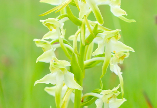 Platanthère à fleurs verdâtres
