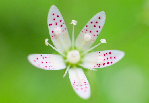Saxifrage à feuilles rondes