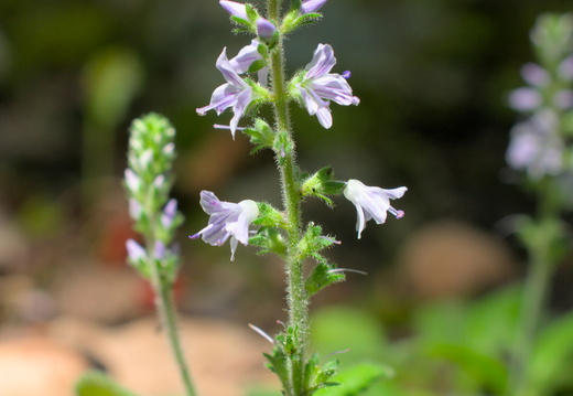 Véronique officinale