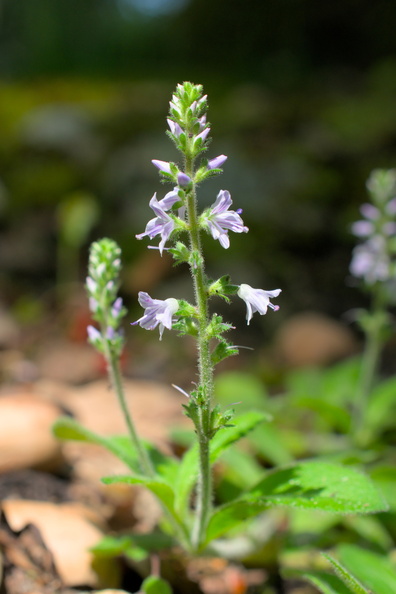 AA_22906.jpg
