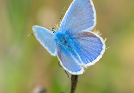 Argus bleu
