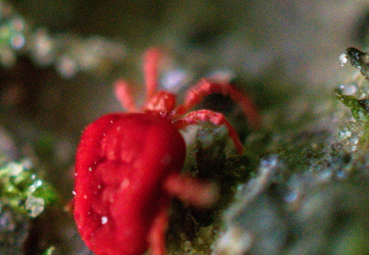 Trombidion soyeux